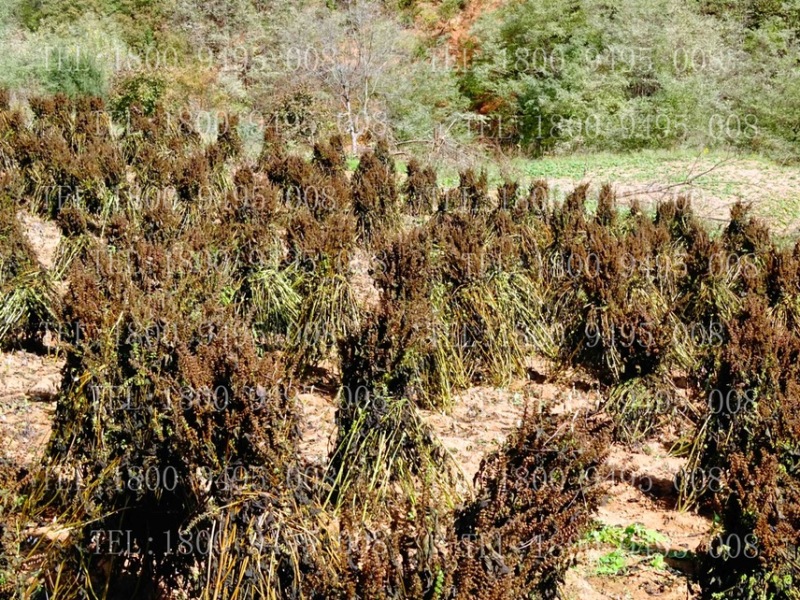 荏荏籽大量供货味道好口味香