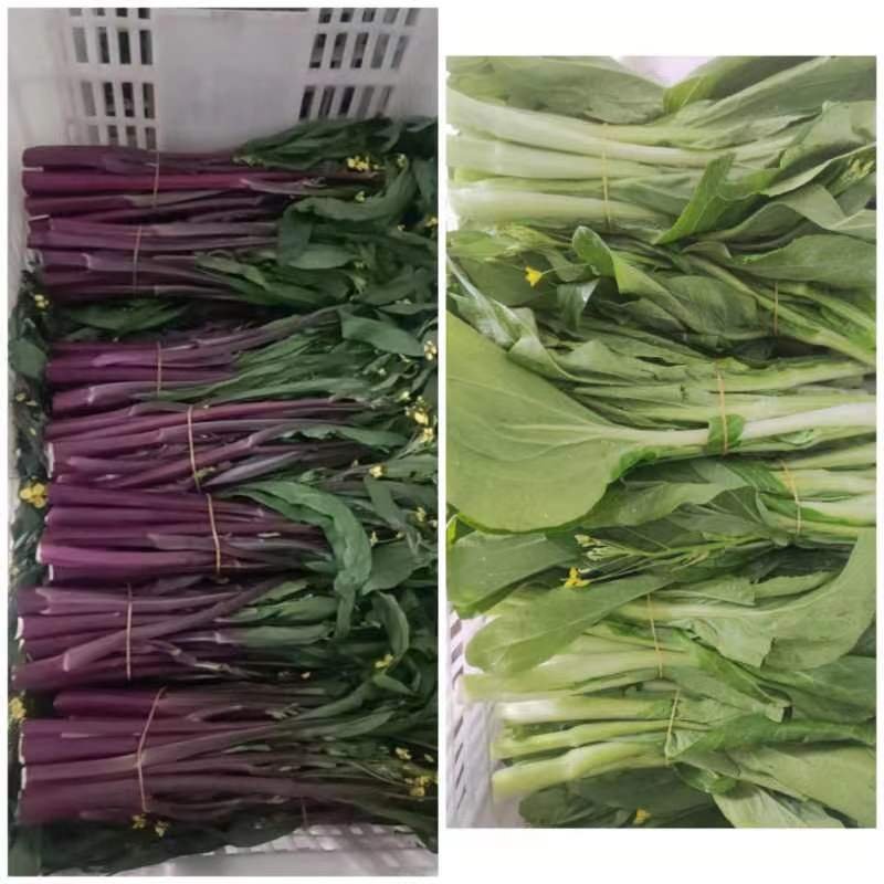 湖北枝江白菜苔，红菜苔大量上市，需要的老板欢迎咨询订购