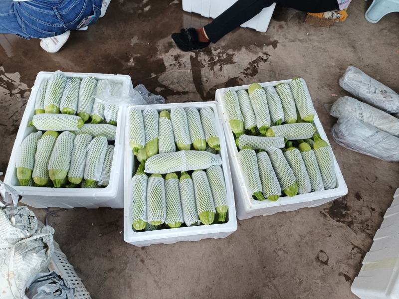 云南元谋西葫芦产地直供，货源充足，大量基地供货！