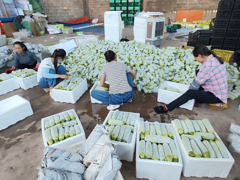云南元谋西葫芦产地直供，货源充足，大量基地供货！