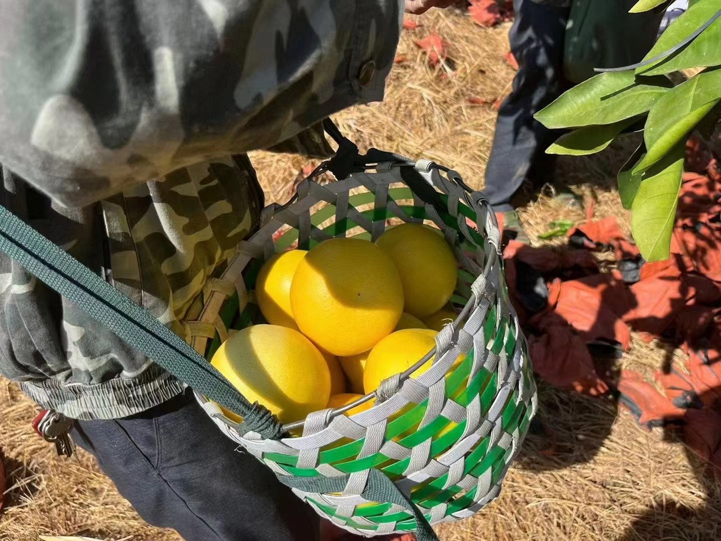 葡萄柚果园管理现场图