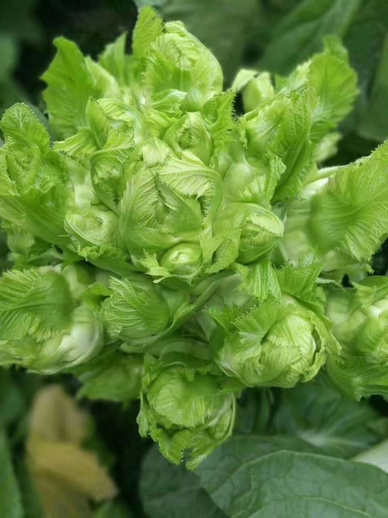 儿菜，精品儿菜大量现货，许要联系，合作共赢