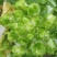 儿菜，精品儿菜大量现货，许要联系，合作共赢