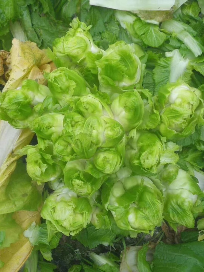 儿菜，精品儿菜大量现货，许要联系，合作共赢