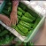 【推荐】精品太空椒大量上市货源充足产地直发欢迎咨询