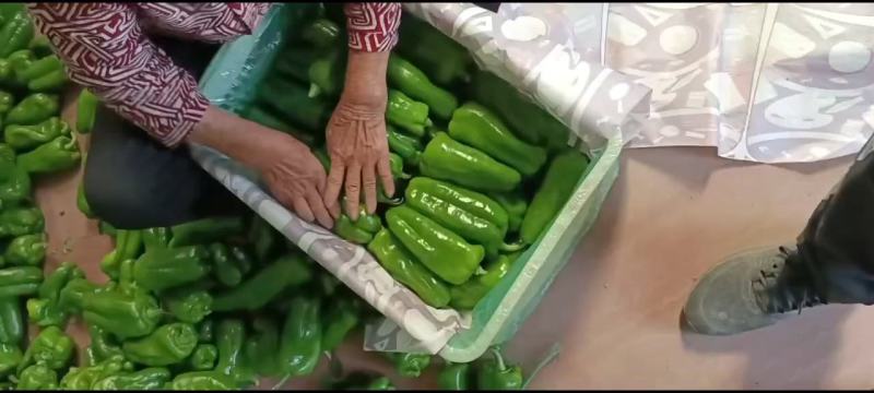 【推荐】精品太空椒大量上市货源充足产地直发欢迎咨询