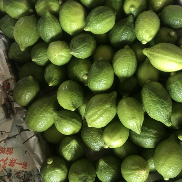 广东香水柠檬