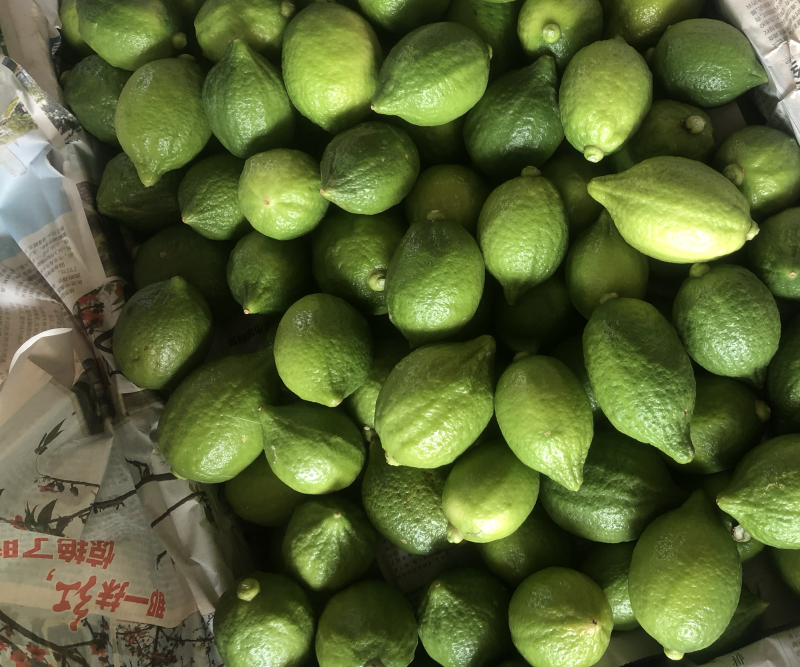 广东香水柠檬