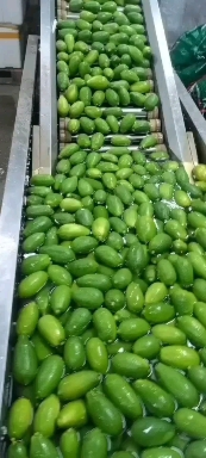 子弹头香水柠檬