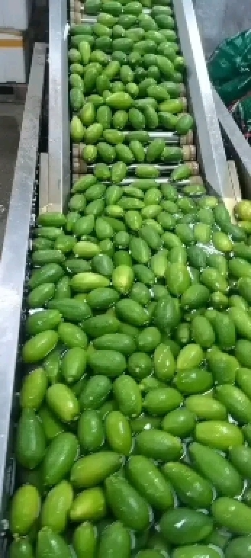 子弹头香水柠檬