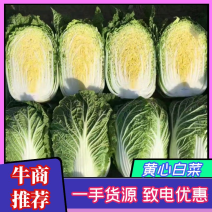 【推荐】湖北黄心白菜大量上市商超电商市场欢迎来电洽谈