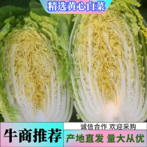 【推荐】白菜大量上市商超电商市场欢迎来电洽谈