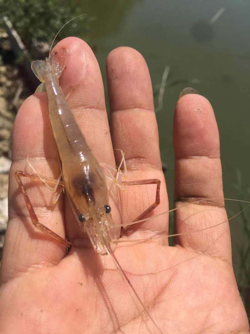 【创业】广东淡水优质丰产河虾苗青虾苗空运包技术成活率