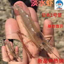 【创业】广东淡水优质丰产河虾苗青虾苗空运包技术成活率