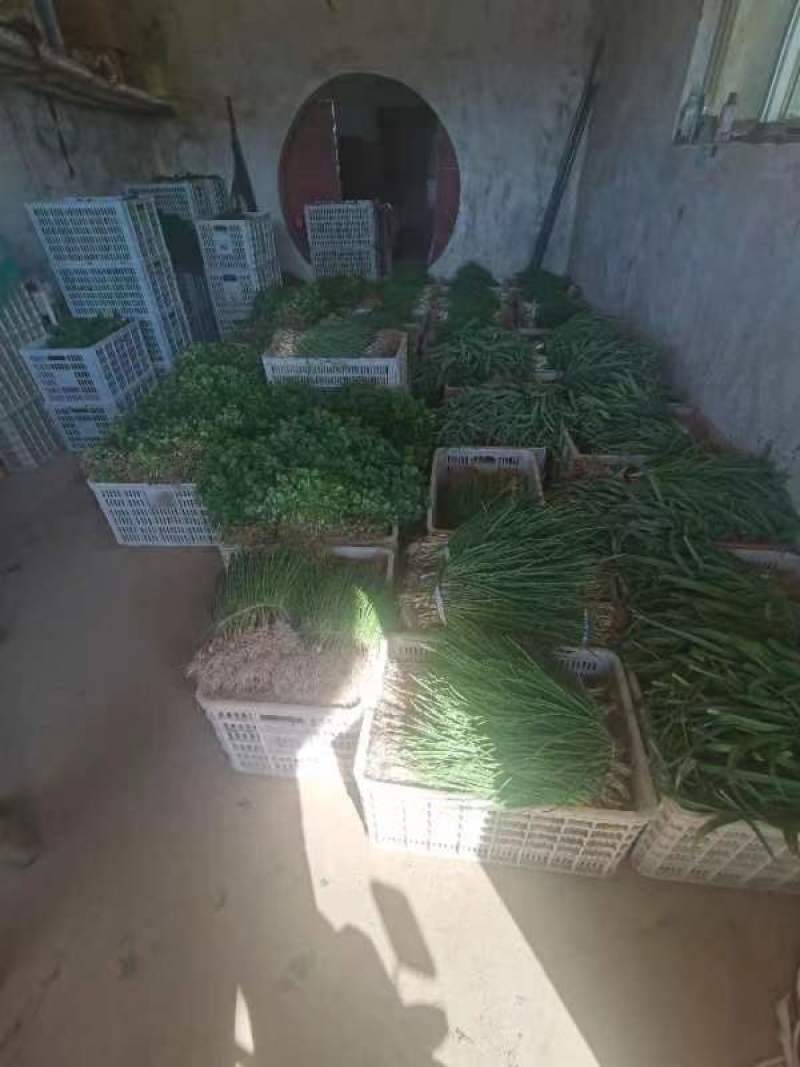 精品香葱