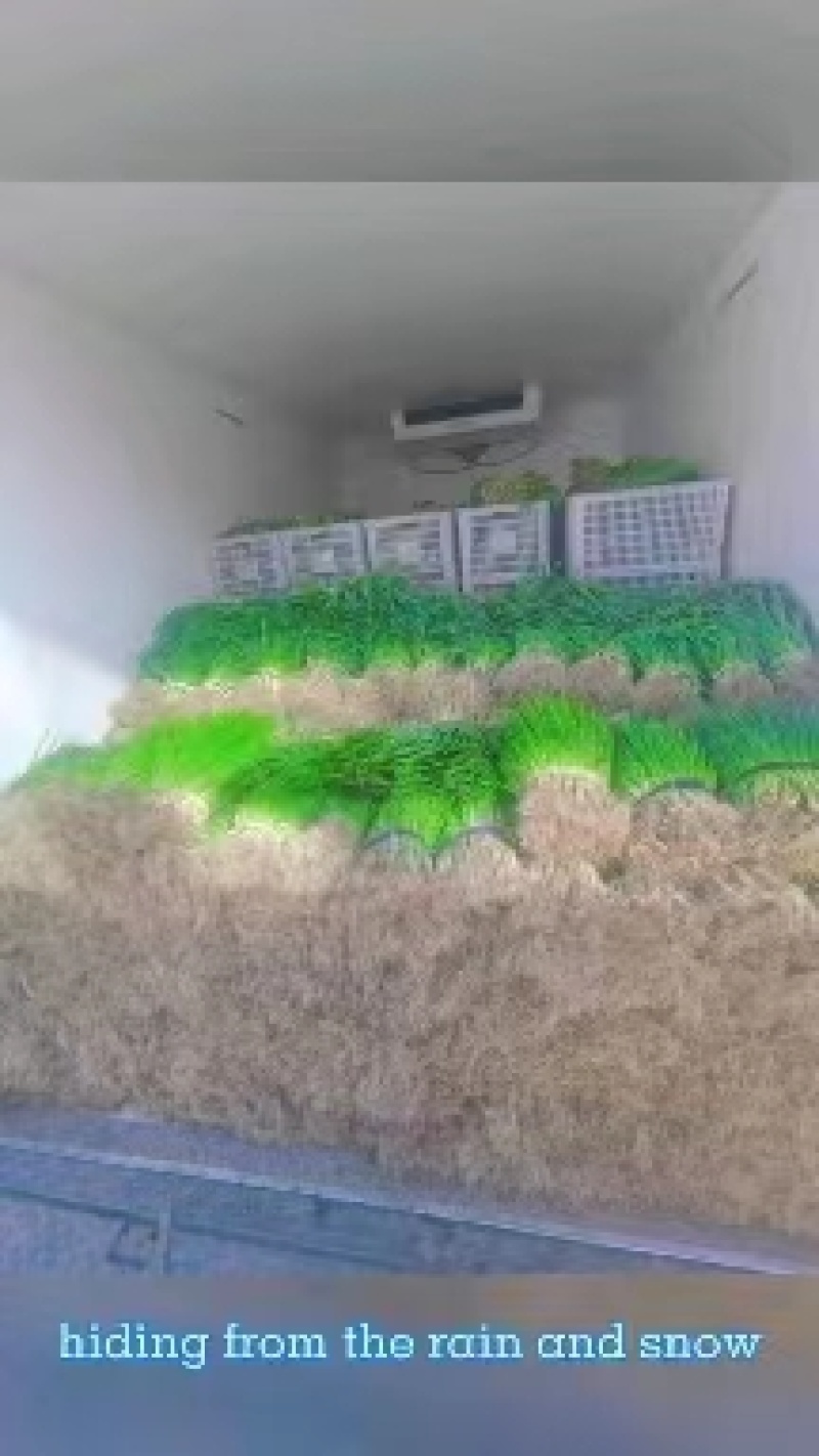 精品香葱