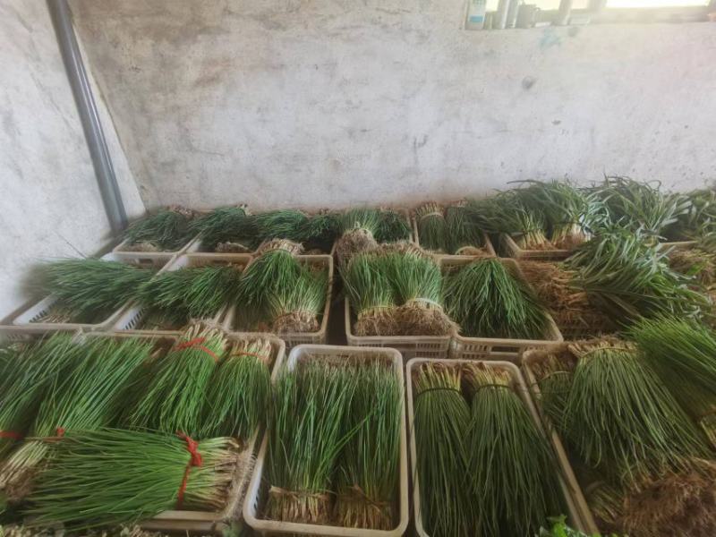 精品香葱