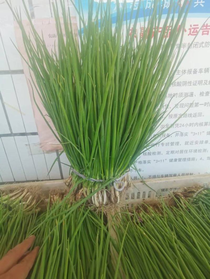 精品香葱