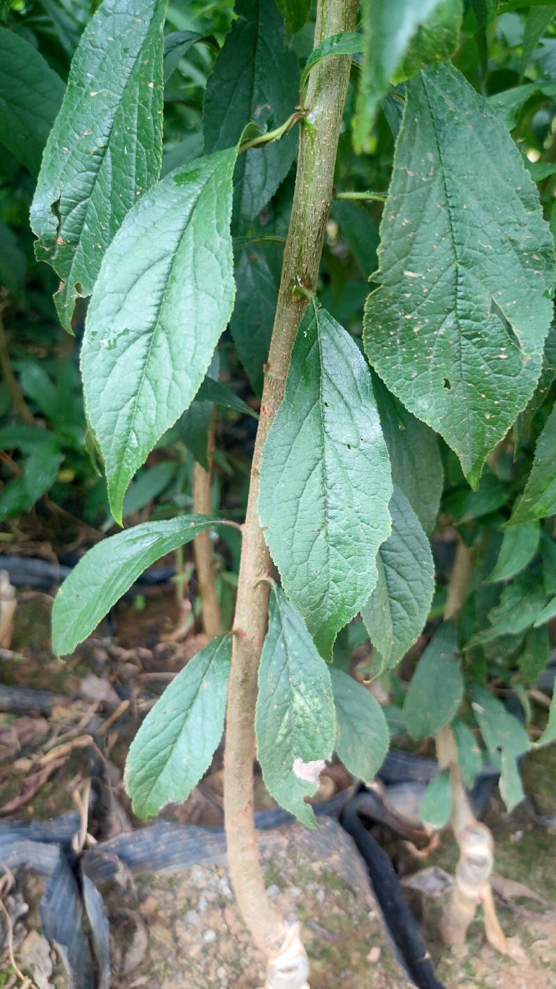 脆红李子苗、青脆李子苗、蜂糖李子苗、五月脆李子苗