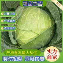 湖北恩施精品甘蓝（铁头包）大量上市货源充足量大从优