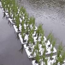 水稻种植板水库水面种菜漂浮板无土栽培坑塘种植鱼菜共生池塘