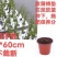 水稻种植板水库水面种菜漂浮板无土栽培坑塘种植鱼菜共生池塘