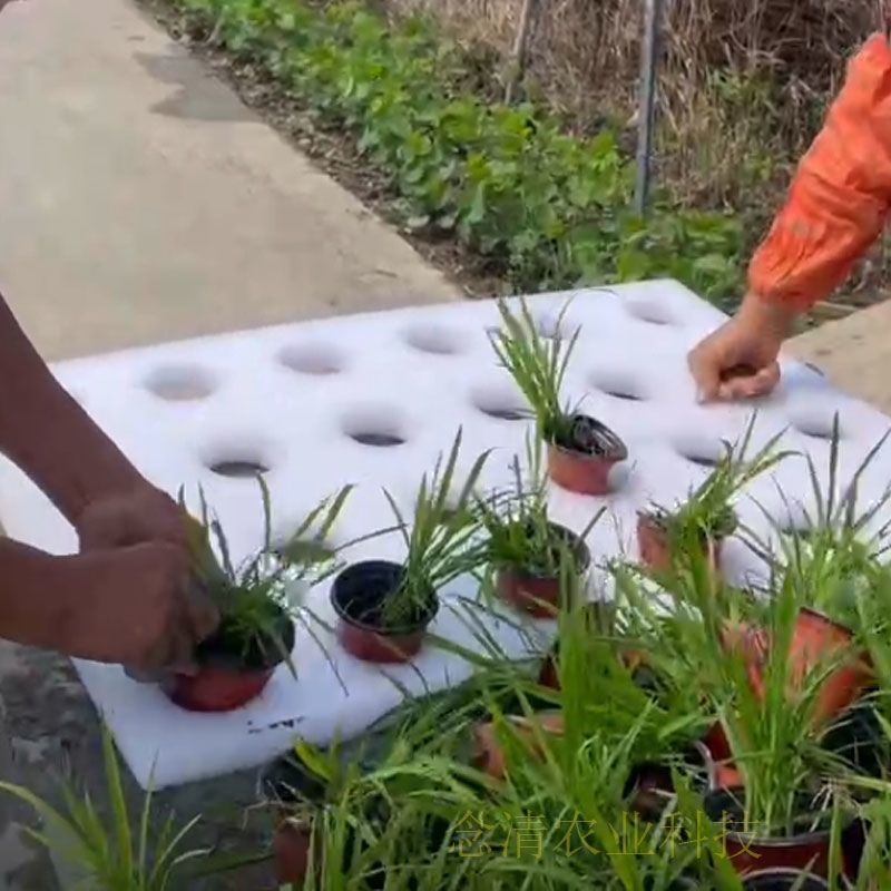 水稻种植板水库水面种菜漂浮板无土栽培坑塘种植鱼菜共生池塘