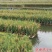 水稻种植板水库水面种菜漂浮板无土栽培坑塘种植鱼菜共生池塘