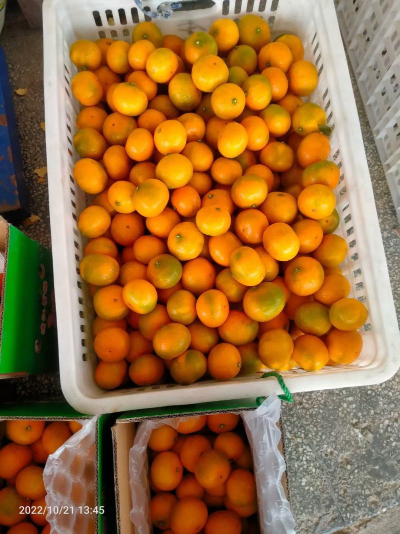 东江湖蜜桔售卖中