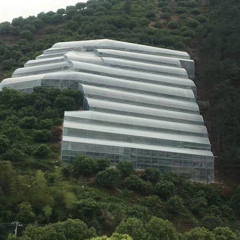 山地杨梅标准大棚搭建
