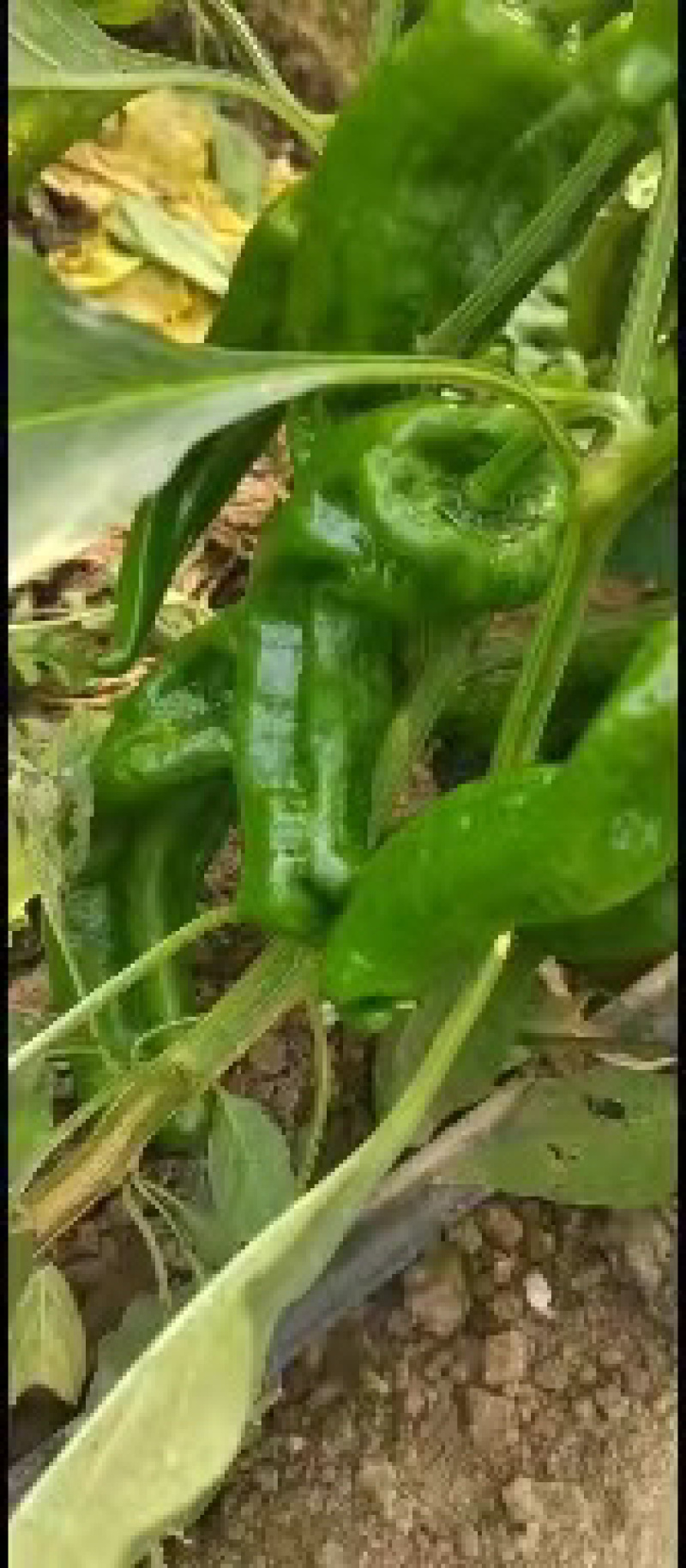 辣椒夏邑辣椒基地货源充足量大从优欢迎选购