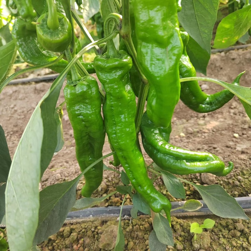 辣椒夏邑辣椒基地货源充足量大从优欢迎选购