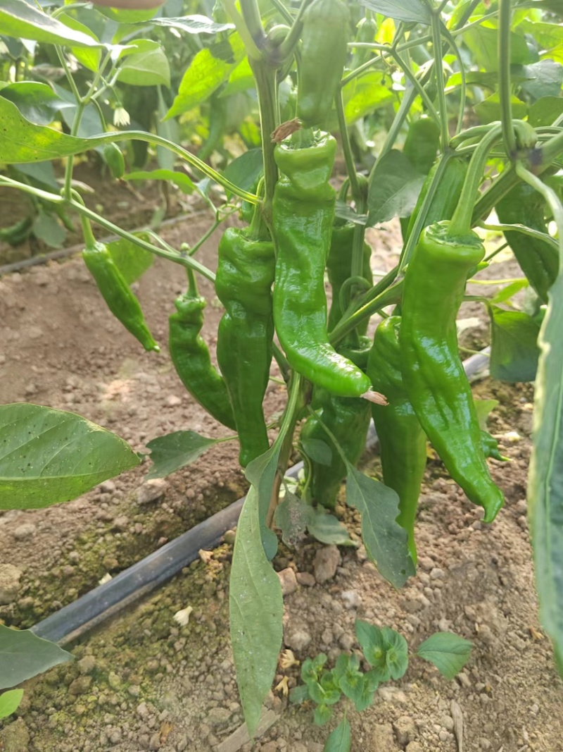 辣椒夏邑辣椒基地货源充足量大从优欢迎选购