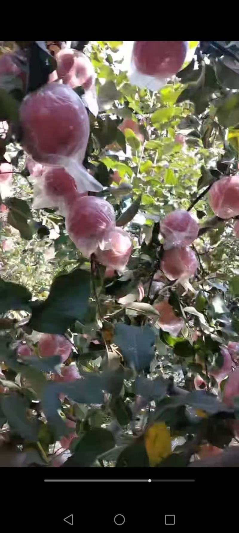 山西冰糖心红富士