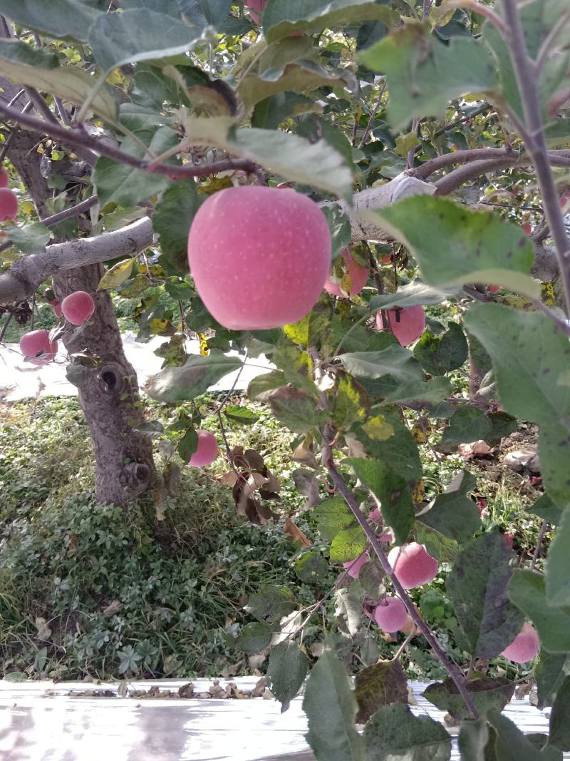 山西冰糖心红富士