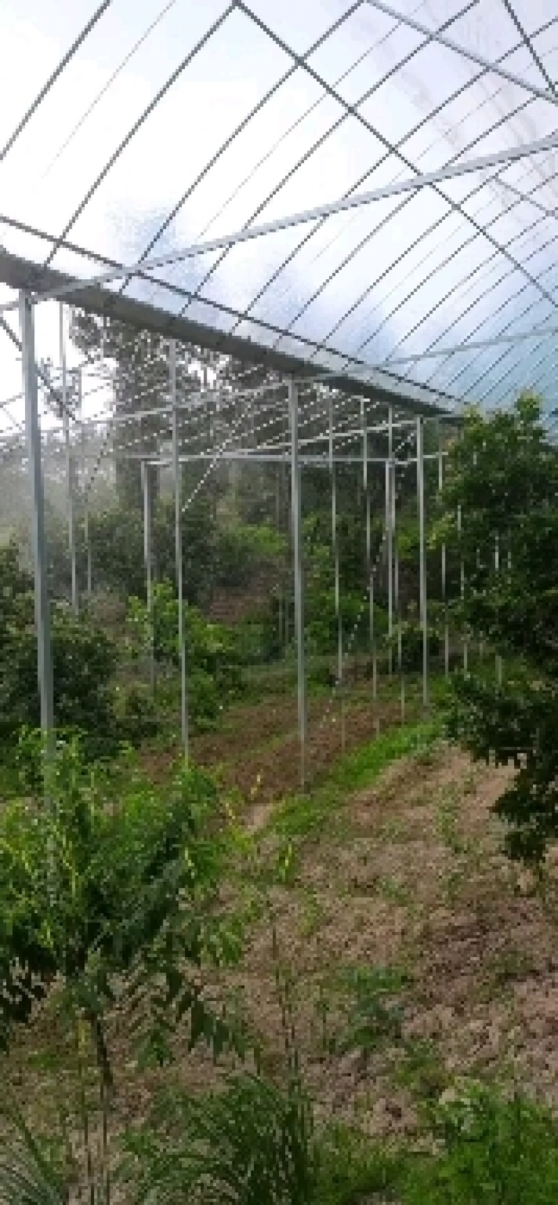 山地杨梅标准大棚搭建