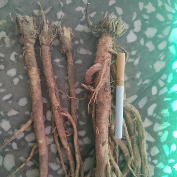 中药材籽播鲜防风大量供应，品质保证