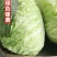 大白菜黄心大白菜品质好价格低量大从优货源充足