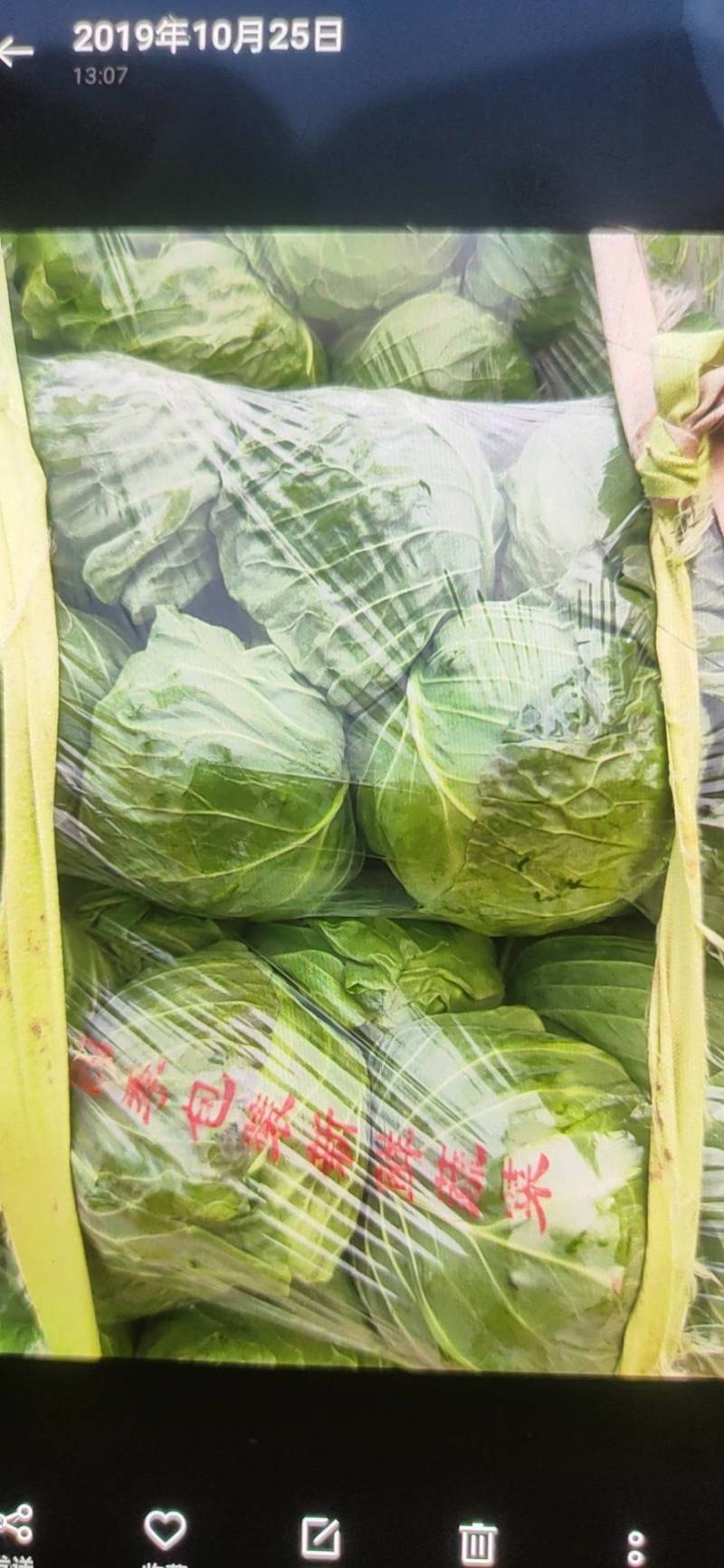 金乡甘蓝精品圆包菜货源充足价格实惠实力代发全国