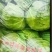 金乡甘蓝精品圆包菜货源充足价格实惠实力代发全国