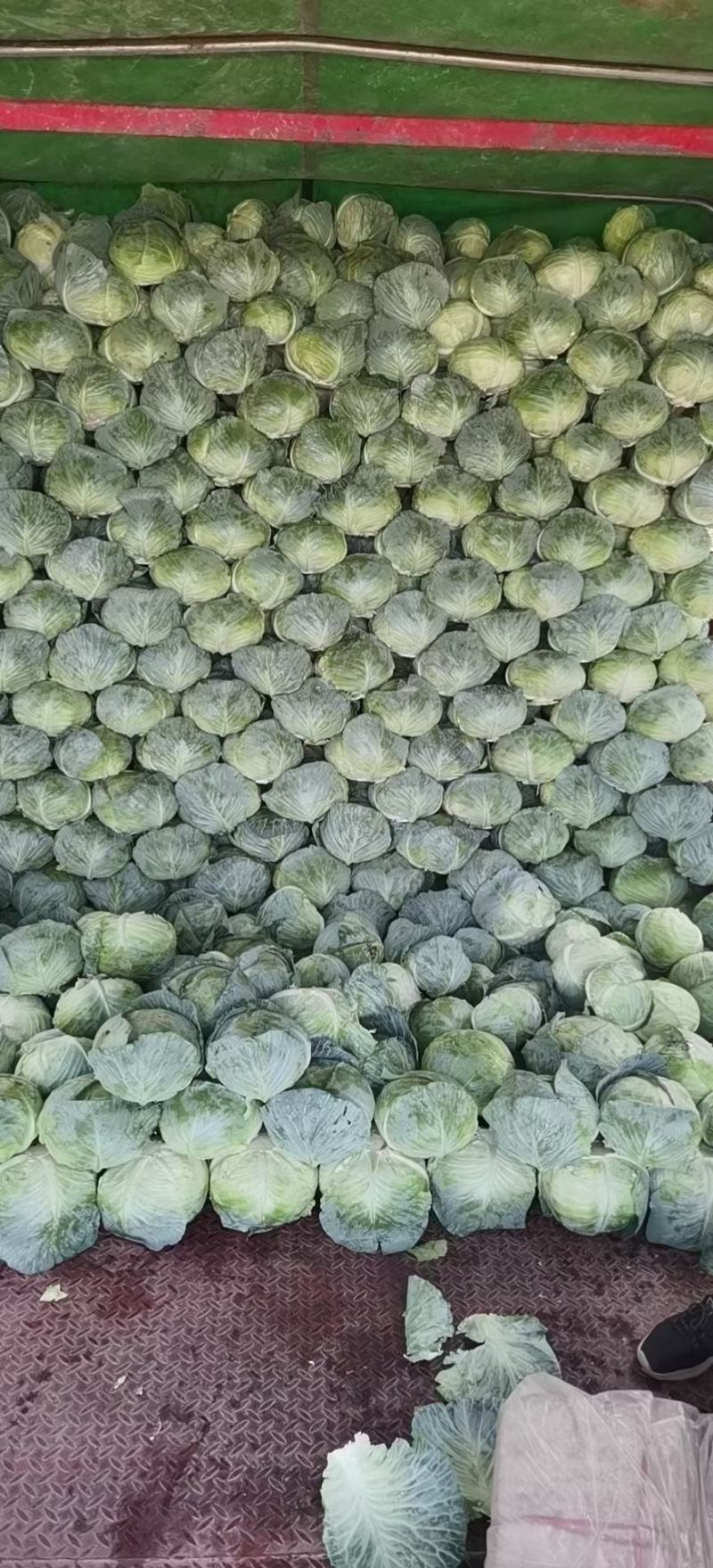 绿禾蔬菜万亩基地精品扁包奥奇娜市场货、加工厂货大量供应