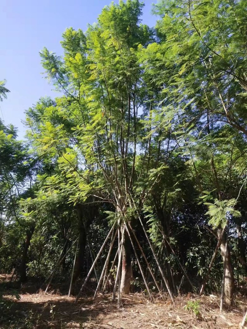 蓝花楹地苗30公分福建漳州种植基地苗农一手货源低价批发