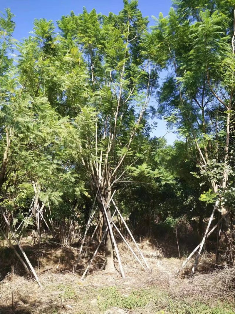 蓝花楹地苗30公分福建漳州种植基地苗农一手货源低价批发
