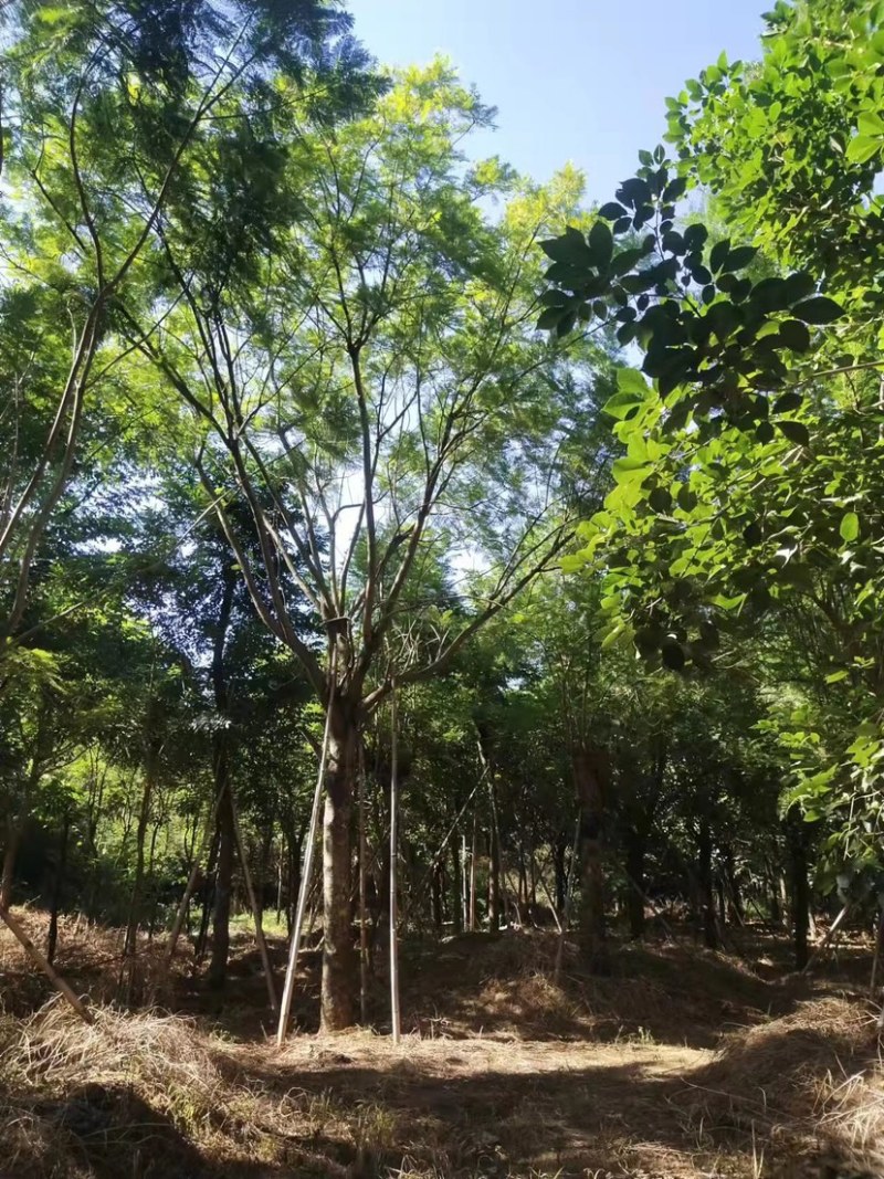 蓝花楹地苗30公分福建漳州种植基地苗农一手货源低价批发