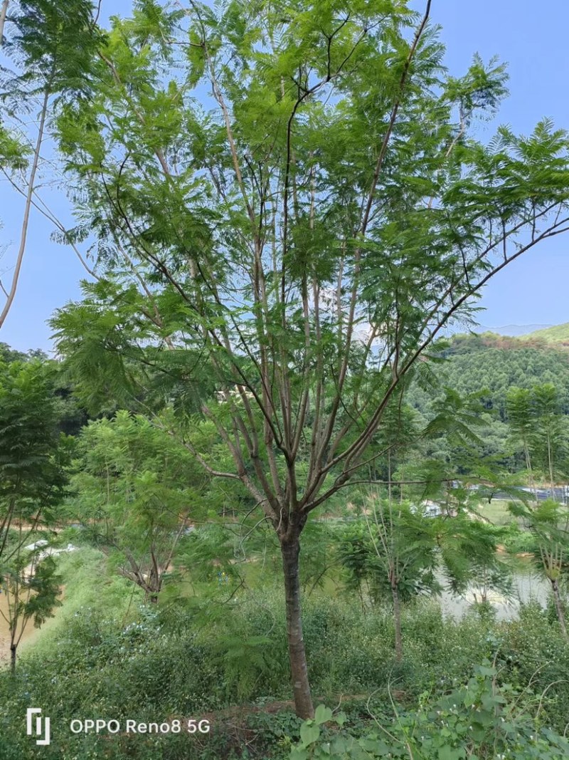 蓝花楹地苗30公分福建漳州种植基地苗农一手货源低价批发