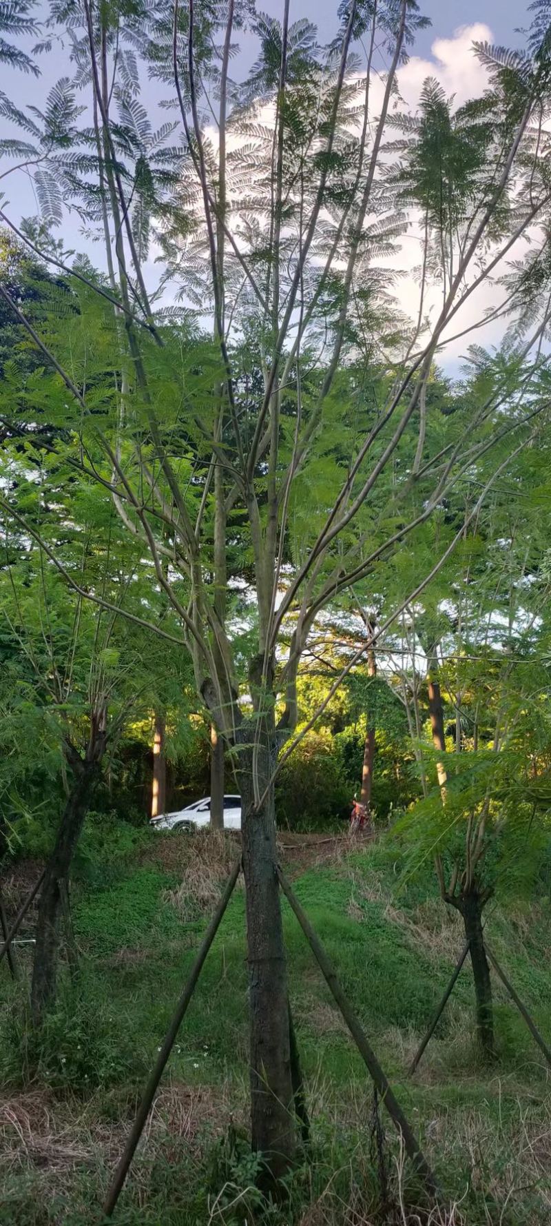 蓝花楹地苗30公分福建漳州种植基地苗农一手货源低价批发