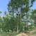 蓝花楹地苗30公分福建漳州种植基地苗农一手货源低价批发