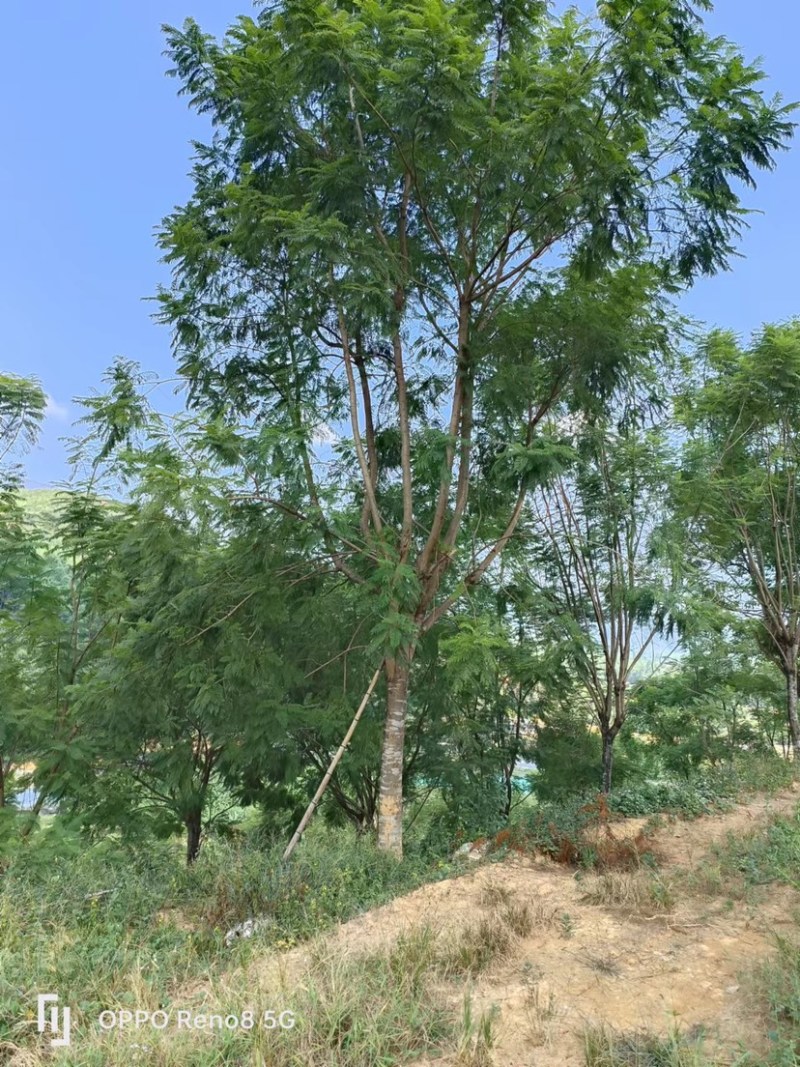 蓝花楹地苗30公分福建漳州种植基地苗农一手货源低价批发