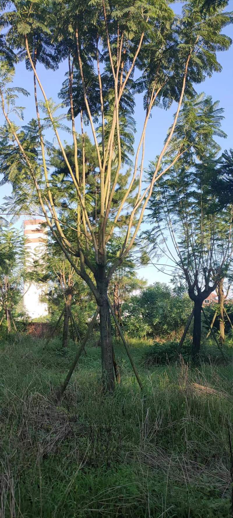 蓝花楹地苗30公分福建漳州种植基地苗农一手货源低价批发