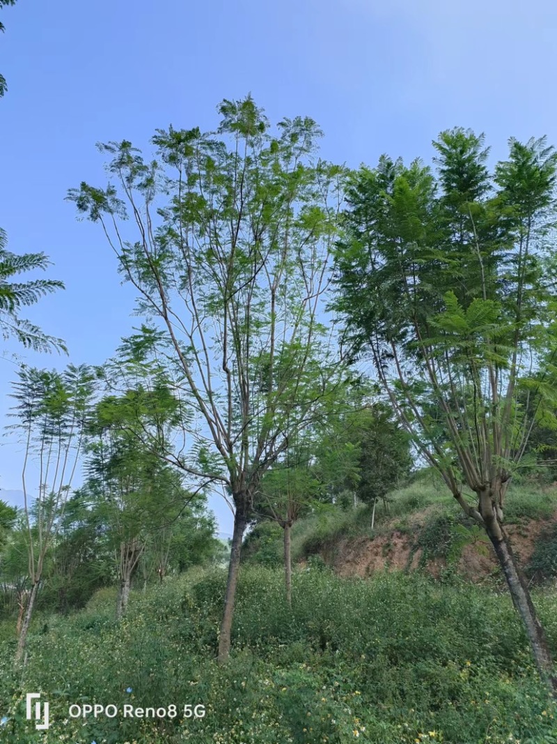 蓝花楹地苗30公分福建漳州种植基地苗农一手货源低价批发